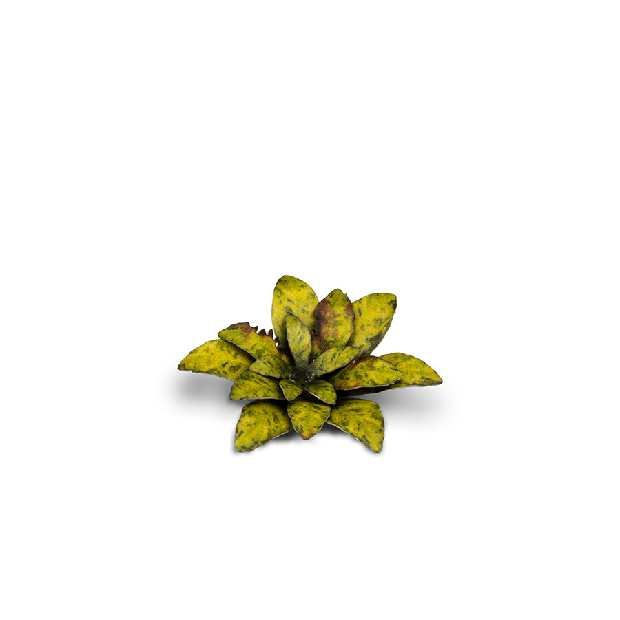 Gamer's Grass - Laser Plants Dumb Cane