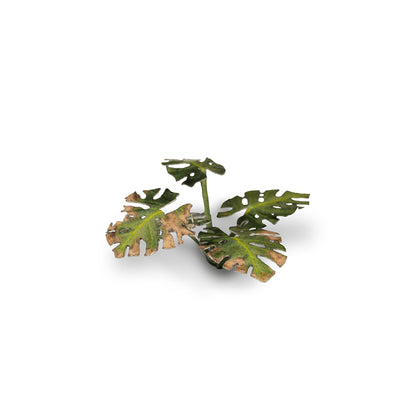 Gamer's Grass - Laser Plants Monstera
