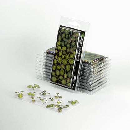 Gamer's Grass - Laser Plants Monstera