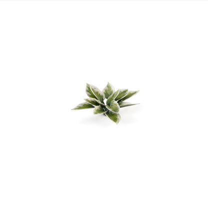 Gamer's Grass - Laser Plants Plantain Lily